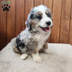 Mindy, Bernedoodle Puppy